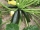 Bio-Zucchini Black Beauty