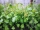 Bio-Arabischer Ampfer
