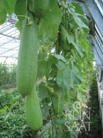 Bio-Schwammgurke Luffa