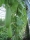 Bio-Schwammgurke Luffa