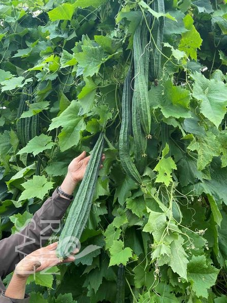 Bio-Schwammgurke Sternluffa