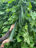 Bio-Schwammgurke Sternluffa