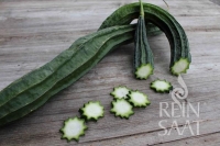 Bio-Schwammgurke Sternluffa