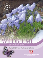 Wildblume Rundblättrige Glockenblume