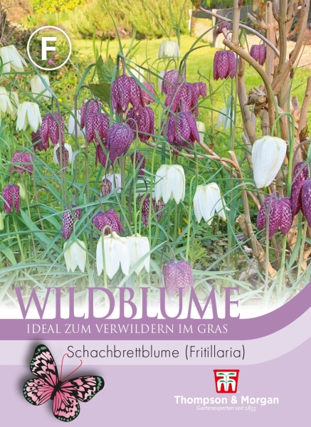 Wildblume Schachbrettblume (Fritillaria)