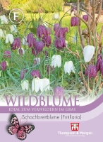 Wildblume Schachbrettblume (Fritillaria)