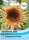 Sonnenblume Astra Rose ca.100cm