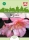 Begonie Chanson Flamingo F1