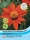 Mexikanische Sonnenblume Fiesta del Sol ca.75cm