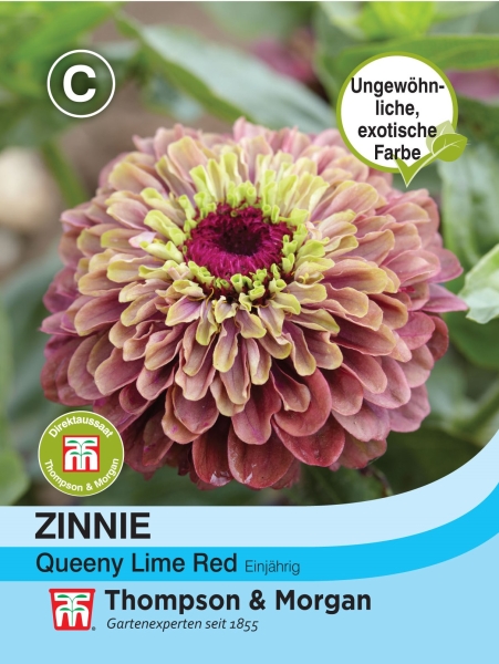 Zinnie Queeny Lime Red