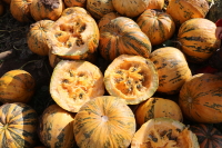 Bio-Kürbis Gleisdorfer Ölkürbis