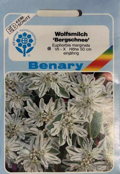Wolfsmilch Bergschnee