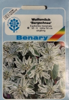 Wolfsmilch Bergschnee