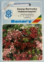 Bartnelke Indianerteppich