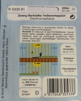 Bartnelke Indianerteppich
