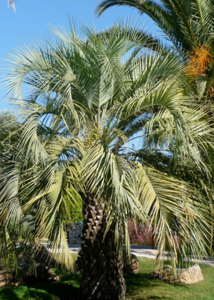 Geleepalme (Butia capitata)
