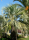 Geleepalme (Butia capitata)