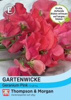 Gartenwicke Geranium Pink