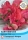 Gartenwicke Geranium Pink