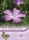 Wildblume Kornrade