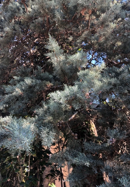 Arizona Zypresse (Cupressus arizonica)