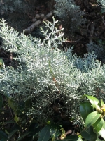 Arizona Zypresse (Cupressus arizonica)