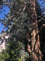 Arizona Zypresse (Cupressus arizonica)