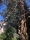 Arizona Zypresse (Cupressus arizonica)