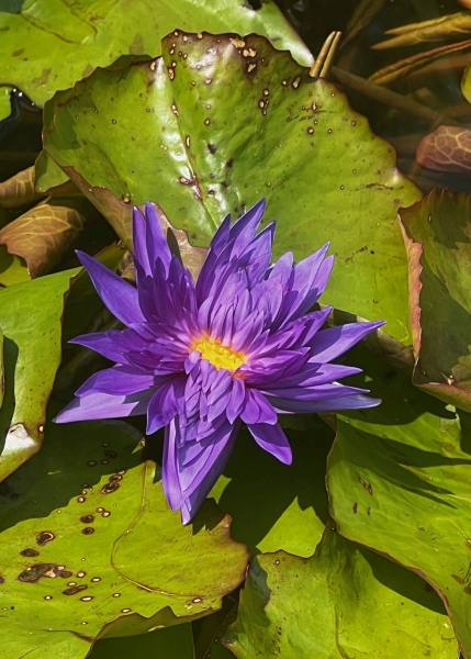 Blaue Stern-Seerose (Nymphaea nouchali var. zanzibariensis)