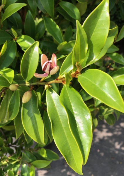 Sumpf-Magnolie ( Magnolia virginiana )
