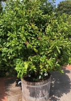 Sumpf-Magnolie ( Magnolia virginiana )