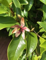 Sumpf-Magnolie ( Magnolia virginiana )