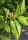 Sumpf-Magnolie ( Magnolia virginiana )