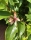 Sumpf-Magnolie ( Magnolia virginiana )