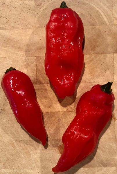 Chili Aji Limo-Rojo / Rot ( Capsicum baccatum)