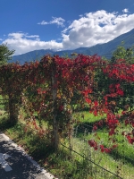 Wilder Wein (Parthenocissus quinquefolia)