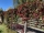 Wilder Wein (Parthenocissus quinquefolia)