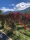 Wilder Wein (Parthenocissus quinquefolia)