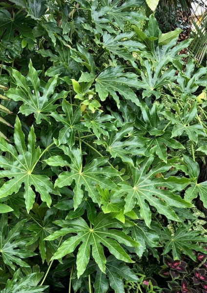 Zimmeraralie ( Fatsia Japonica syn. Aralia japonica)