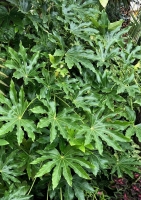 Zimmeraralie ( Fatsia Japonica syn. Aralia japonica)