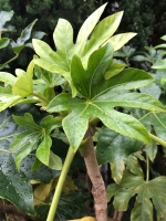 Zimmeraralie ( Fatsia Japonica syn. Aralia japonica)