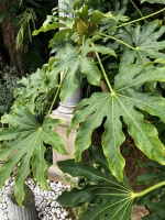 Zimmeraralie ( Fatsia Japonica syn. Aralia japonica)