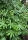 Zimmeraralie ( Fatsia Japonica syn. Aralia japonica)