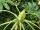 Zimmeraralie ( Fatsia Japonica syn. Aralia japonica)