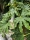 Zimmeraralie ( Fatsia Japonica syn. Aralia japonica)