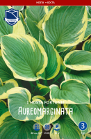 Funkie Hosta Aureomarginata