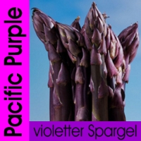 Spargelpflanzen violett "Pacific Purple"...