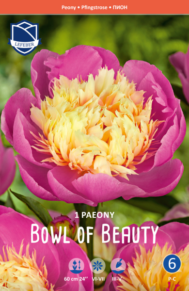 Pfingstrose Bowl of Beauty