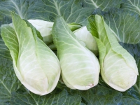 Bio-Weißkohl Filderkraut