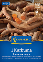 Kurkuma Curcuma longa